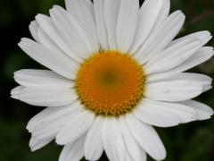 flower, enlarged image
